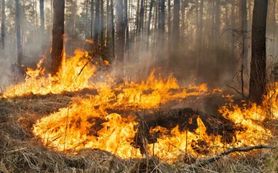 Responsabilidad penal en los incendios forestales: consecuencias legales y marco jurídico en España